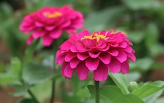 6 loại hoa nên gieo trồng ngay lúc này