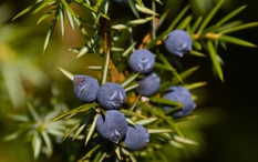 3 loại cây đừng đặt tại phòng khách