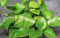 3 điều cần làm với cây trầu bà ngay bây giờ