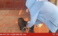 Hà Nội ghi nhận thêm ổ dịch dại trên chó