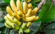 Lời khuyên đến tất cả các gia đình đang trồng cây chuối