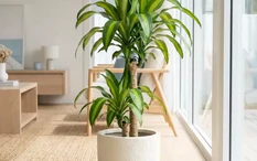 Lời khuyên đến tất cả các gia đình đang trồng cây thiết mộc lan