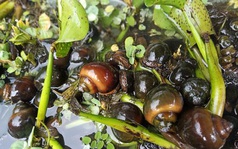 Chàng trai xứ voi thu nhập trăm triệu đồng mỗi năm nhờ nuôi ốc nhồi