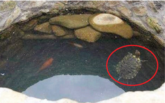 Từ điển Khang Hy tiết lộ khi đào giếng xong phải thả 2 con rùa xuống, thì ra là vì nếp sống đặc biệt của loài 'tứ linh' này!