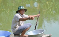 Thu nhập hàng trăm triệu đồng từ mô hình nuôi tôm càng xanh toàn đực