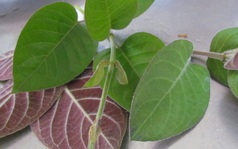Loại cây người Việt coi là rau gia vị, thế giới dùng làm thuốc "cứu" tiêu hoá, giảm đau