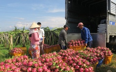 Tuy có nguồn gốc Nam Mỹ, nhưng một loại trái cây đang trở thành mặt hàng xuất khẩu chủ lực của Việt Nam sang Trung Quốc