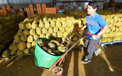 Nông dân Thái Lan lo lắng vấp phải đối thủ mạnh: Sầu riêng Việt Nam xuất khẩu sang Trung Quốc có quá nhiều lợi thế