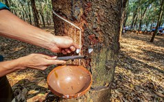 Việt Nam sở hữu loại cây chảy ra "vàng trắng": Trung Quốc chi tỷ USD để nhập về 1,1 triệu tấn