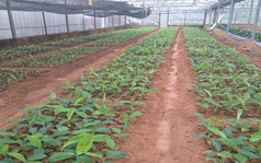 Nông dân đổi đời nhờ loại cây được thương lái săn mua từ lá đến quả: Lãi gần 1 tỷ/năm