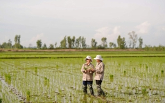 Lai tạo giống lúa mới, nông dân Việt tiết kiệm 2-3 tỷ/năm