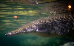 Cuba chạy đua với thời gian để cứu "báu vật thời khủng long"