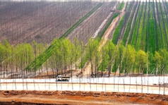 Trồng 78 tỷ cây xanh, Trung Quốc lâm vào mặt trái nghiêm trọng