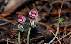 Râu hùm Himalaya: “Kho báu độc lạ” trên đỉnh Hoàng Liên Sơn khiến giới nghiên cứu kinh ngạc