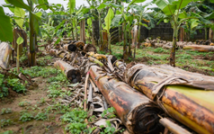 Thứ Việt Nam từng coi là phế phẩm nuôi lợn: Ấn Độ, Trung Quốc tận dụng cả chục năm nay, kiếm hàng tỷ đô