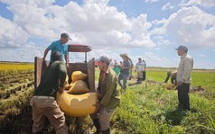 Lúa Việt làm nên kỳ tích tại Cuba, nhập khẩu gạo xuống mức thấp kỷ lục