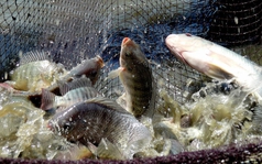 "Kho báu" dưới nước mang dấu ấn Việt Nam trên đất Cuba