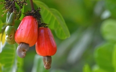 Cuba "mở kho" 2.000ha đất cho DN Việt, hé lộ mục tiêu với mặt hàng mà Việt Nam đang thống lĩnh thế giới