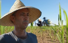 Giống lúa Việt Nam "gây bão" tại Cuba: Tạo kỳ tích nông dân Cuba chưa bao giờ nghĩ đến