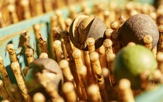 "Nữ hoàng các loại hạt" đắt đỏ bậc nhất thế giới, ví như vàng nâu: Việt Nam có hẳn 1 thủ phủ chuyên trồng