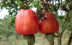 Béo không ngấy, giòn không cứng: Loại hạt Việt Nam xuất khẩu Top 1 thế giới, thu về 5 tỷ USD