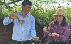 Kỹ sư bỏ việc về quê trồng cây lấy rễ "như củi khô", thu 5 tỷ mỗi năm