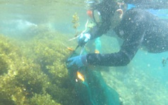 Nghiên cứu mới của Việt Nam: Hé lộ 'kho báu hiếm' dưới biển