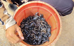 Vào rừng săn... bọ cạp về nhậu ở An Giang