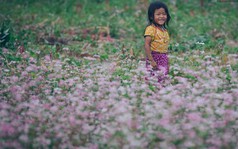 Chùm ảnh: Không ở đâu có thể thấy hoa tam giác mạch đẹp như xứ Hà Giang