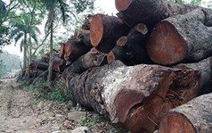 Tổng Thanh tra Chính phủ đề nghị làm rõ vụ chặt cây xanh Hà Nội