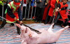 Sáng nay, khai mạc lễ hội chém lợn tại Bắc Ninh