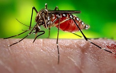 Du khách người Australia có khả năng để lại virus Zika ở Việt Nam