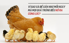 Vì sao gà đẻ gần như mỗi ngày mà mọi quả trứng đều nở ra cùng lúc?