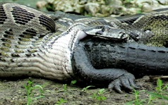 Loài trăn lớn nhất thế giới anaconda có thích... thịt người không?