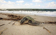 Bất thường: Hàng trăm con rùa chết cứng dạt vào bờ biển Mỹ