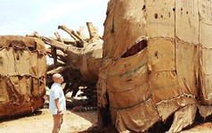 Xuất hiện thêm người mang hồ sơ về cây 'kỳ quái' trình kiểm lâm