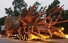 Ba cây khủng "tàng hình" qua Đà Nẵng trước khi bị bắt giữ tại Huế