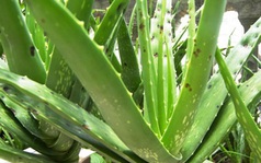 5 lý do để sử dụng lá lô hội mùa đông này