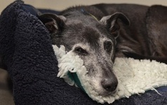 Chú chó già nhất nước Anh