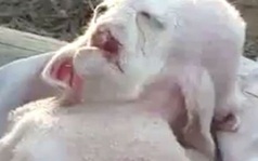 Video: Sốc với chú dê ngoài hành tinh 