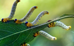 Thế vận hội Olympics trong thế giới côn trùng