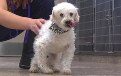 Chú chó thất lạc 7 năm sau cơn bão Katrina trở về nhà