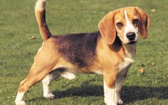 Chú chó đoàn tụ với gia đình chủ sau gần 4 năm thất lạc