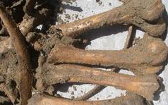 Phát hiện bộ xương động vật lạ ở Bình Định