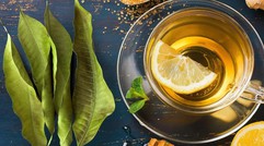 Đừng chỉ ăn mỗi quả, lá của cây này cũng bổ dưỡng cực kỳ, tiềm năng chống tiểu đường, ung thư