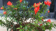 Trồng 1 trong 5 loại hoa này trước cửa, 9/10 gia đình đều “đón lộc vào nhà”