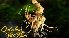 Quốc bảo Việt Nam lọt mắt xanh của "đại gia" THACO: Mục tiêu xuất khẩu thu về 50 triệu USD