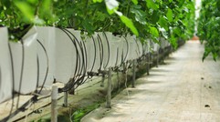 Tỉnh này đã làm gì mà loại quả quen thuộc với người Việt tăng gấp 3 năng suất, "đẻ vàng" quanh năm?