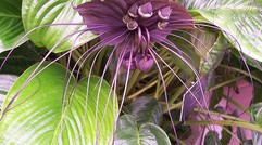 Cây dại ở Việt Nam, thương lái Trung Quốc “săn lùng” thấy là mua: Rễ có giá gần triệu đồng/kg