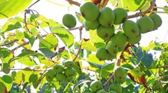 Loài cây dại ở châu Á có thể là khắc tinh của ung thư phổi